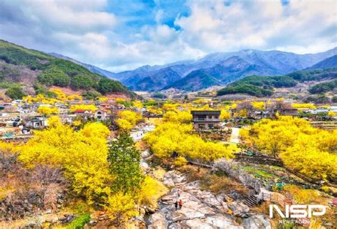 구례군 제25회 구례산수유꽃축제 개최 Nsp통신