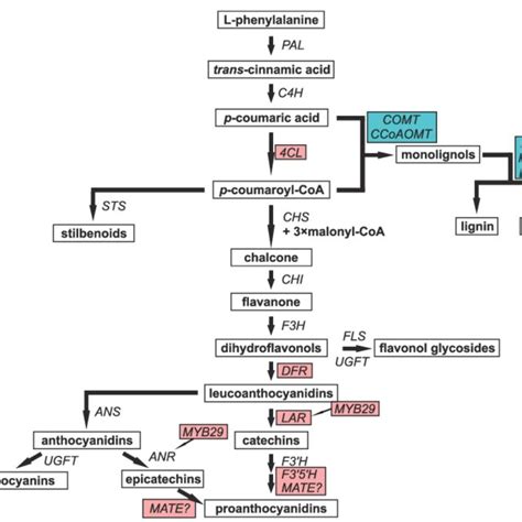 Concentrations Of Individual Phenolic Compounds In Phloem A And Xylem