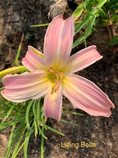 Photo Of The Bloom Of Daylily Hemerocallis Lilting Belle Posted By