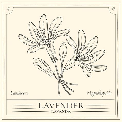 Ilustración De Contorno De Lavanda Dibujada A Mano Vector Gratis