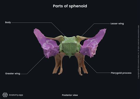 Sphenoid Bone Encyclopedia Anatomy App Learn Anatomy 3d Models