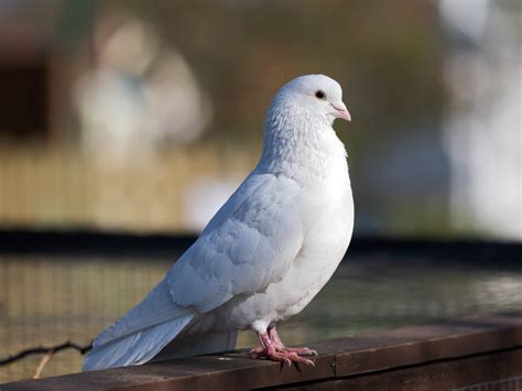 White Dove Wallpaper 1600x1200 14531