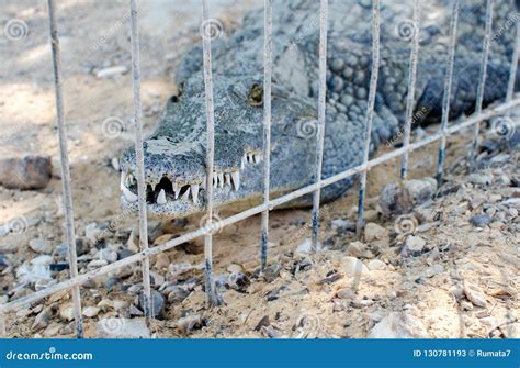 Nile Crocodile Teeth at Crocodile Farm in the Desert Stock Image ...