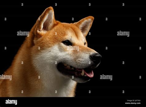 Close Up Portrait Of Head Shiba Inu Dog Isolated Black Background