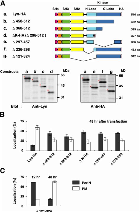 Involvement Of The Cooh Terminal Kinase Lobe In Lyn Trafficking A