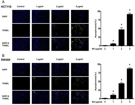 Effect of BV on apoptotic cell death. A. Apoptotic cell death of ... 