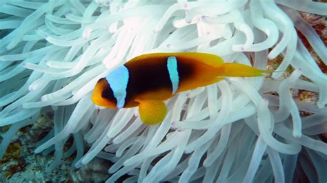 Peces Payaso En AnÉmona Panorama Reef Mar Rojo Youtube