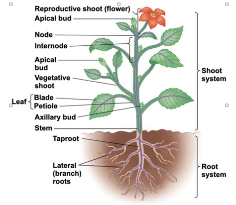 Bio 2: Chapter 35: Vascular Plant Structure, Growth, and Development Flashcards | Quizlet