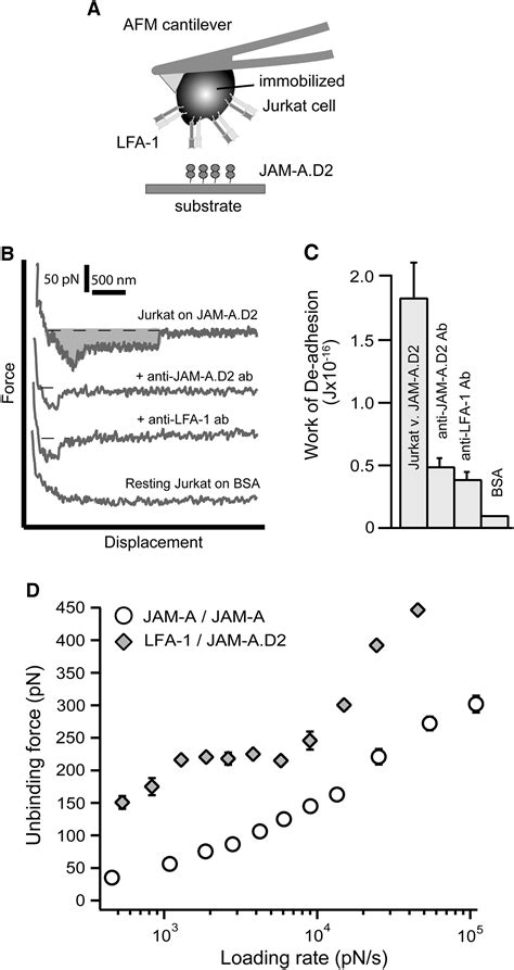 LFA 1 Binding Destabilizes The JAM A Homophilic Interaction During