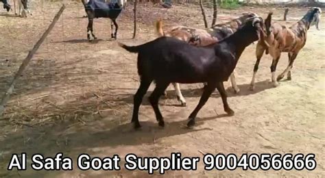 Shirohi 2 Years Qurbani Goats Supplier Weight 70 To 85 Kg At Rs 350