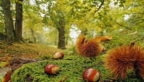 I 12 luoghi dItalia da cui provengono le castagne più buone del Paese