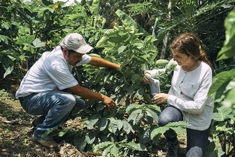 World Coffee Research Unveils Five Year Strategy Global Coffee Report