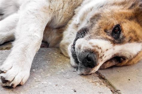 Alabai Breed Turkmen Leader Recognizes Dog Breed With State Holiday