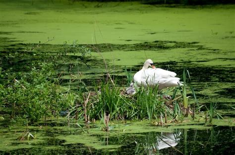 Premium Photo White Birds On A Lake