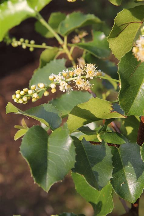 Prunus Ilicifolia Subsp Lyonii Pan Global Plants