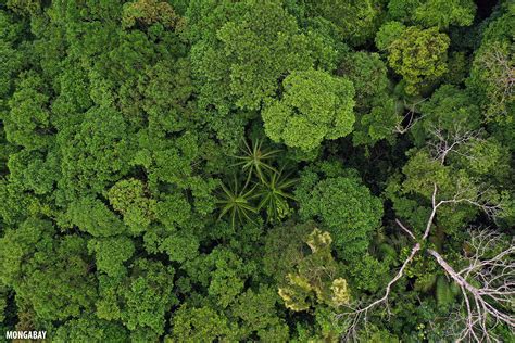 Bird's eye view: Drone photos of the Amazon rainforest (insider)