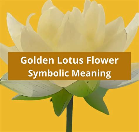 Golden Lotus Flower Symbolic Meaning And Spiritual Symbolism Symbolic