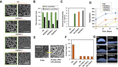 Bioinspired Nanofiber Scaffold for Differentiating Bone Marrow-Derived ...