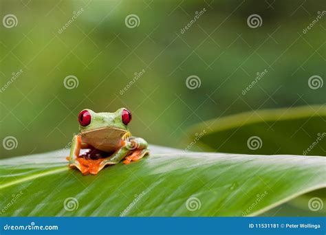 Red Eyed Tree Frog On Leaf Stock Image Image Of Frog 11531181