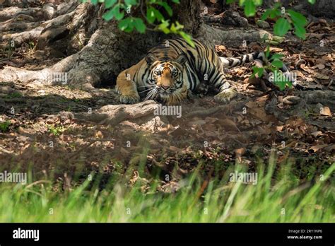 Wild Male Bengal Tiger Or Panthera Tigris In Attacking Charge Position And Eye Contact Under