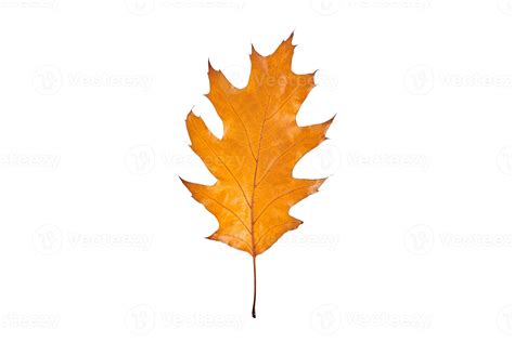 One yellow Quercus rubra oak leaf isolated on white background ...