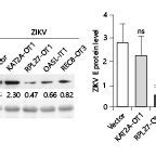 Three Lncrnas Restricted The Zikv Replication A Expression Levels Of