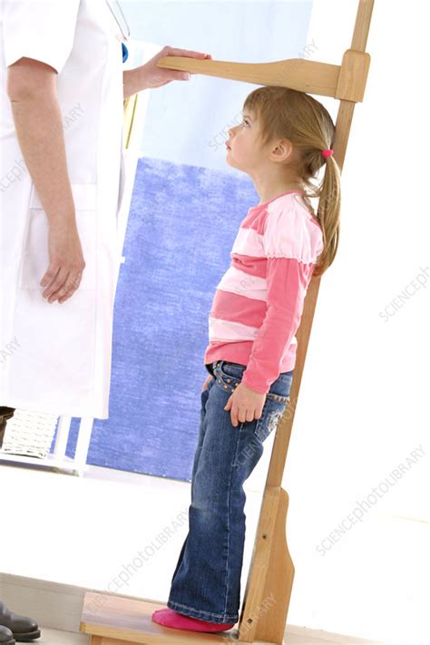 Height measurement - Stock Image - C010/7638 - Science Photo Library