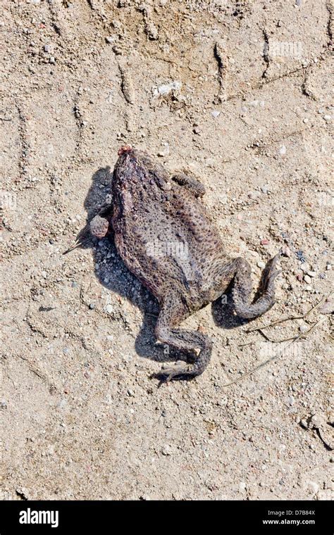 The car to death crushed a frog on the forest road. Sunny spring day Stock Photo - Alamy