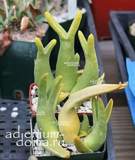 Mitrophyllum MITRATUM (Митрофиллум, 'Улитка'): купить 3 семени c ...