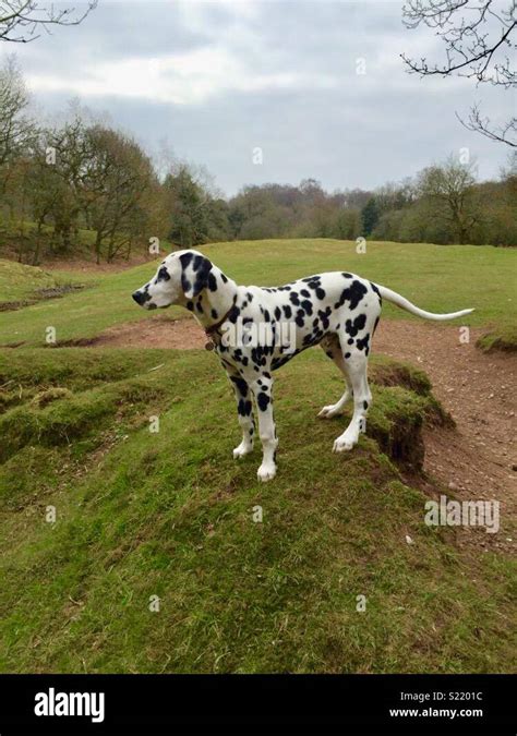 Dalmatian spots hi-res stock photography and images - Alamy