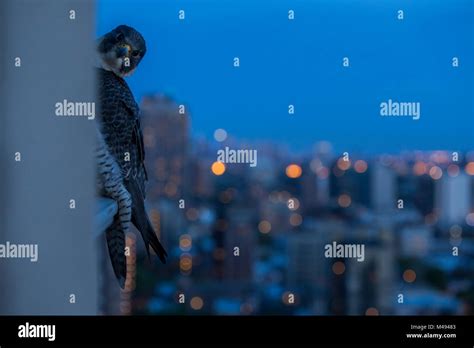 Peregrine Falcon Falco Peregrinus Peering From Behind Balcony At