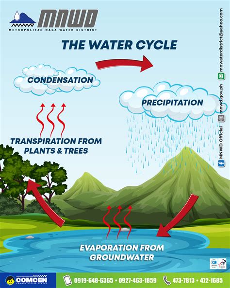 The Water Cycle | Metropolitan Naga Water District