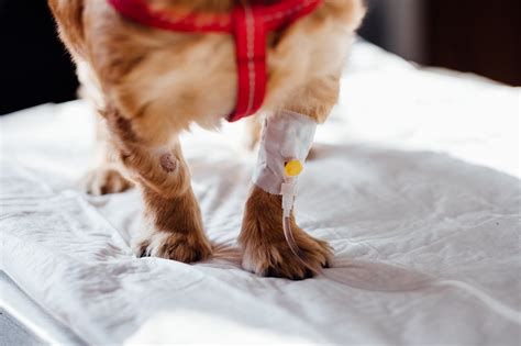 Dog Leg Injuries: Common Types and Steps for Recovery | Gou Gou Pets