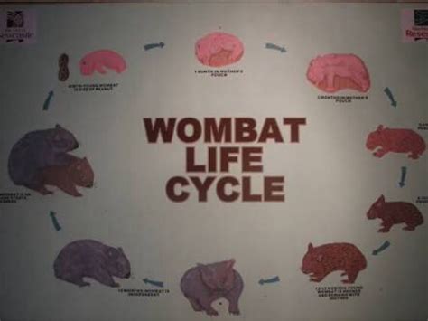 The life cycle - ExplorIng wombats