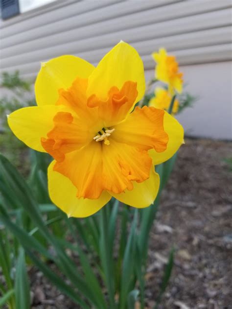 Split Cupped Collar Daffodil Narcissus Congress In The Daffodils