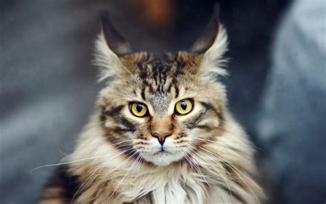 Poze pisica Maine Coon - Toate Animalele