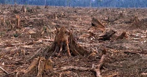 Dahilan At Epekto Ng Deforestation Mga Paksa