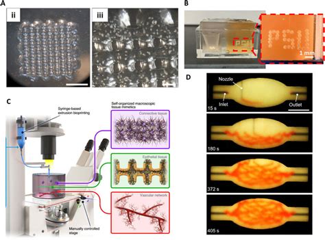 Extrusion Based Bioprinting And SWFIT A 3D Bioprinting Of A