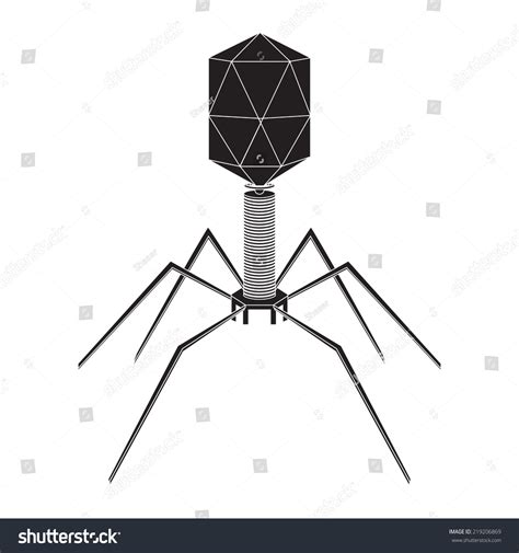 Bacteriophage Labeled Diagram