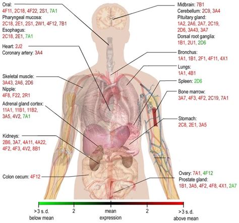 Human Organ Map | Gadgets 2018