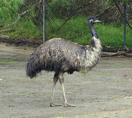 Emu Bird Characteristics, Habitat & Facts | What is an Emu? | Study.com