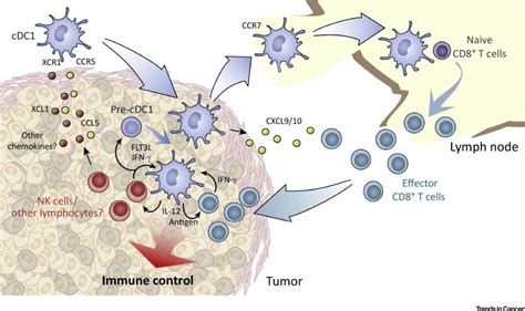 The Role Of Type 1 Conventional Dendritic Cells In Cancer Immunity