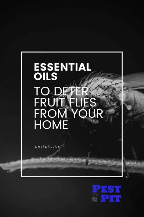 5 Essential Oils To Repel Fruit Flies From Your Home Pest Pit