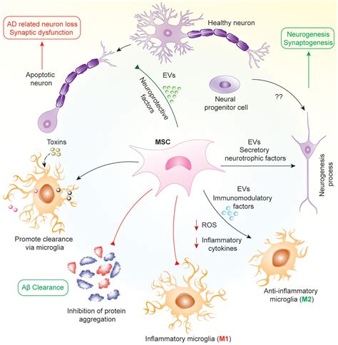 Frontiers Mesenchymal Stromal Cells For The Treatment Of Alzheimers