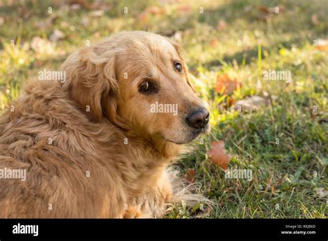 old golden retriever dog Stock Photo - Alamy