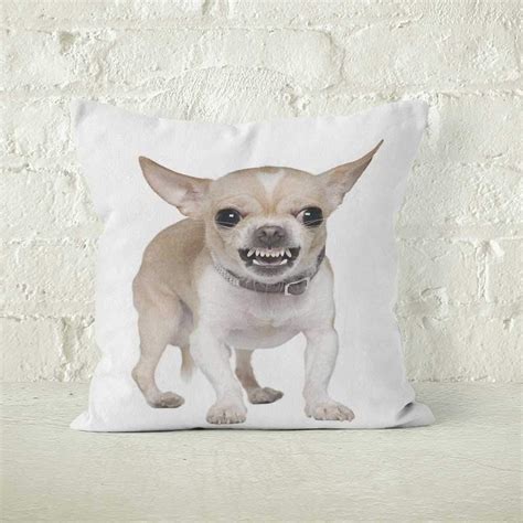 23+ Chihuahua Growling Angry Chihuahua - l2sanpiero