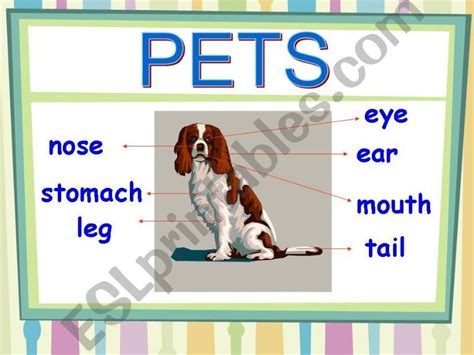 Esl English Powerpoints Describing Pets