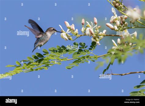 Bee hummingbird hi-res stock photography and images - Alamy