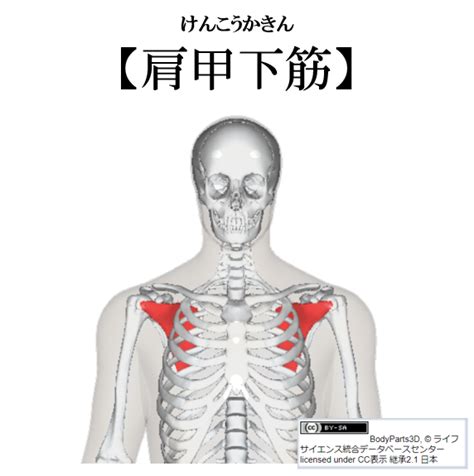 【肩甲下筋 けんこうかきん 】 今浪勉の「わかりやすい」機能解剖学！イマナミー・解剖学！