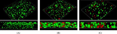 Imaging Results Of The Cells In 3d Bioink Printouts Prepared From